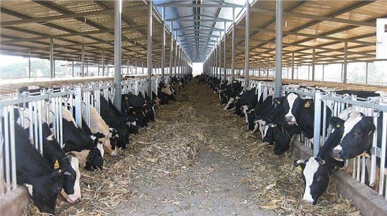 艾思捷定制款PGV035系列減速機(jī)--應(yīng)用在畜牧業(yè)、飼料行業(yè) (2).jpg